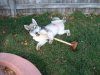 puppy 3 015.jpg