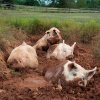 1200px-Yorkshire_pigs_at_animal_sanctuary.jpg