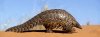 pangolin-schuppentier-102-resimage_v-variantBig24x9_w-1024.jpg