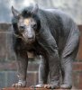 bear.jpg
