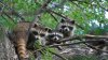 raccoons.jpg