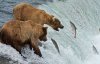 bears.JPG