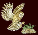 MarketOwl